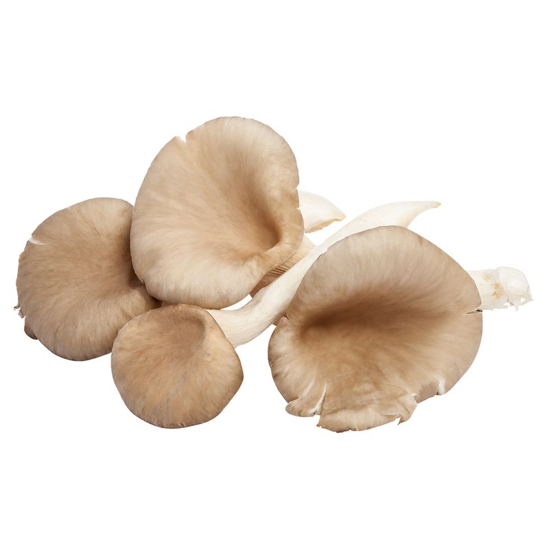 Fresh Oyster Mushrooms