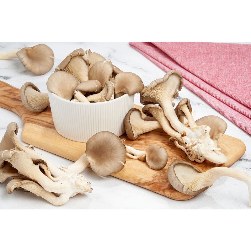 Fresh Oyster Mushrooms