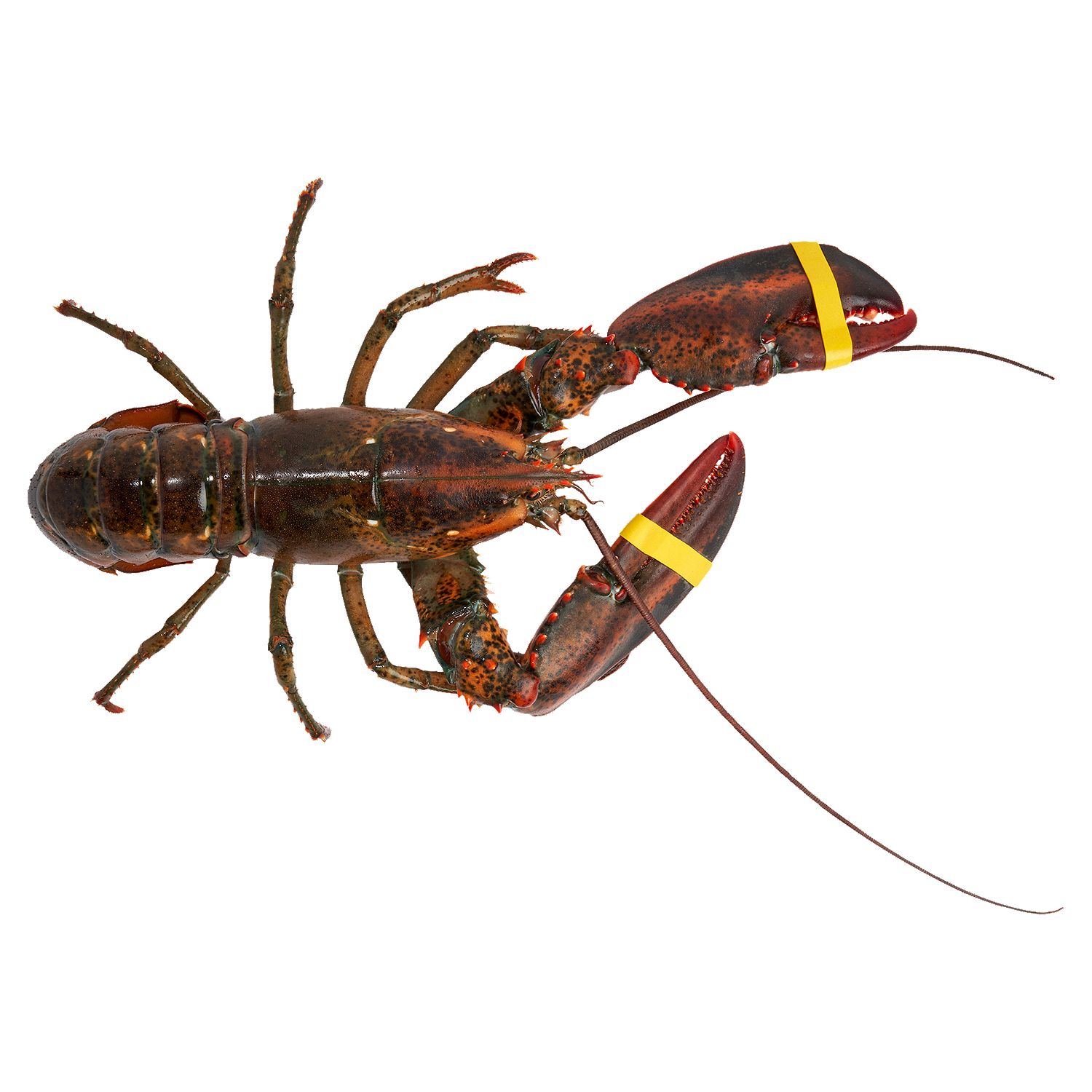 Wild Caught Live Lobsters, 1- 1.25 Pound Average