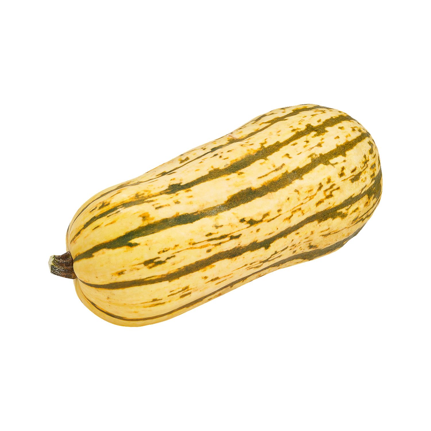 Fresh Delicata Squash