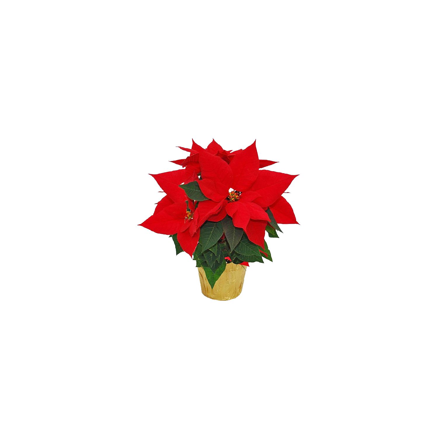 The Floral Shoppe Poinsettia Plant - Red, 1 each