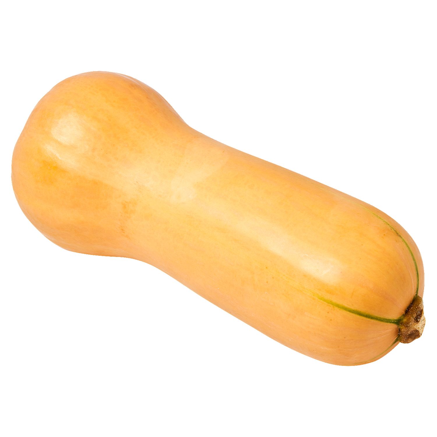 Fresh Butternut Squash