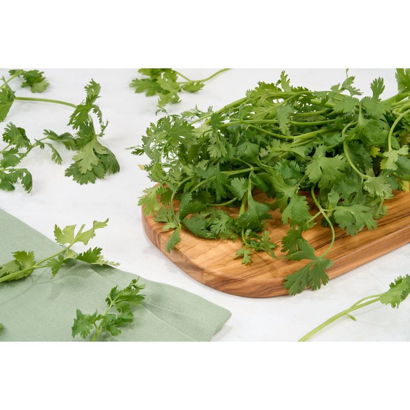 Fresh Organic Cilantro, bunch
