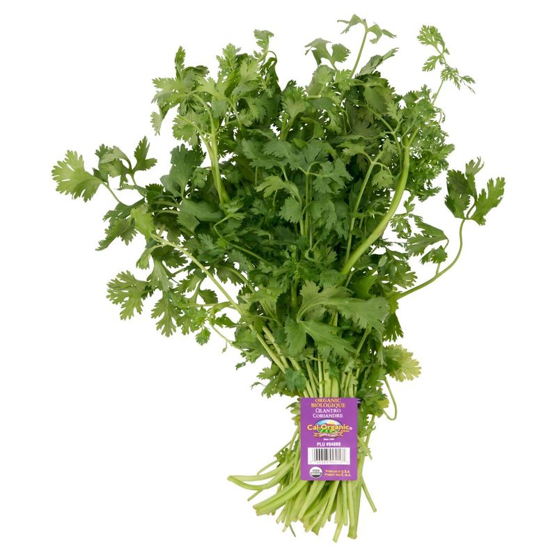 Fresh Organic Cilantro, bunch