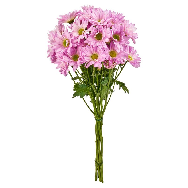 Euro Pom Bunch