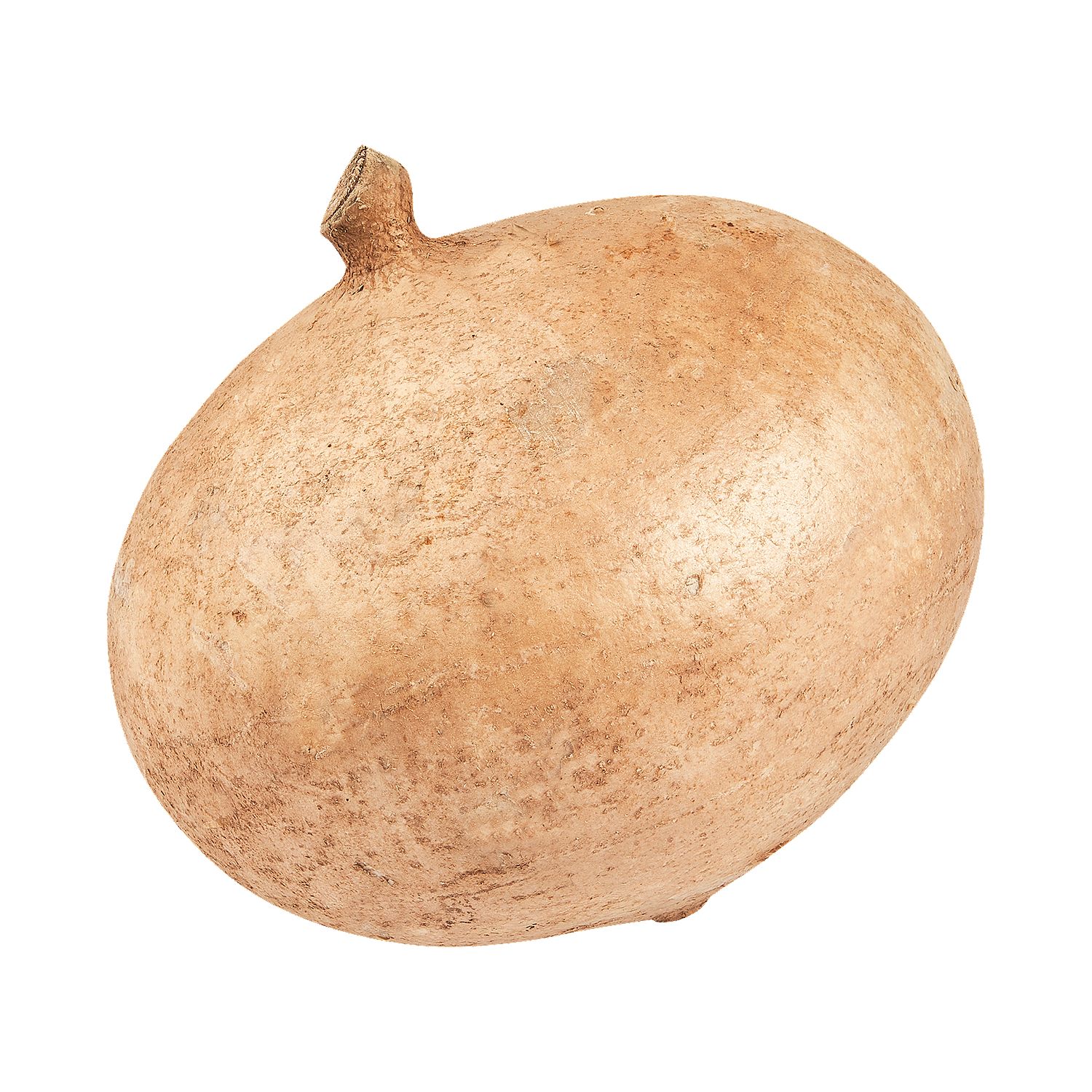 Fresh Jicama Vegetable