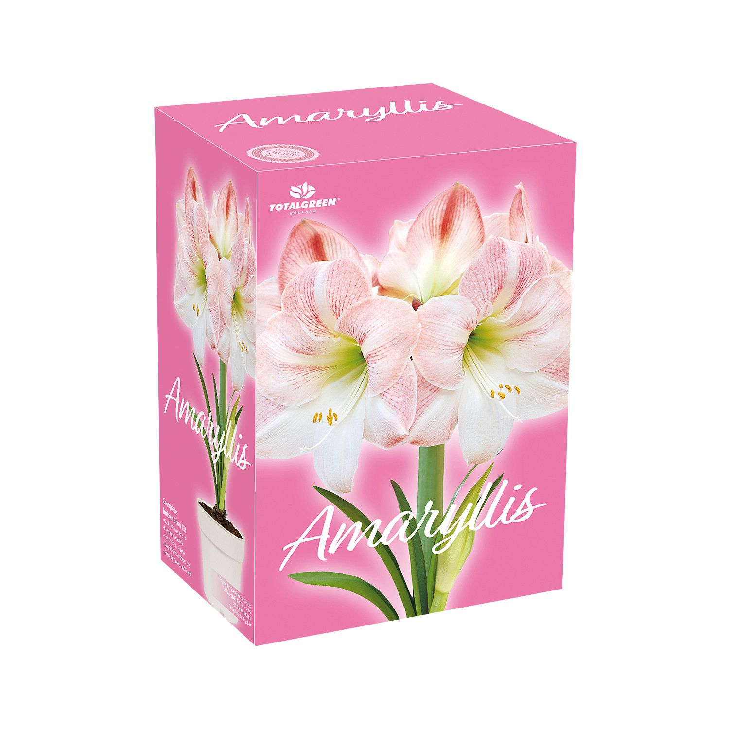 The Floral Shoppe Amaryllis Gift Kits, 1 each