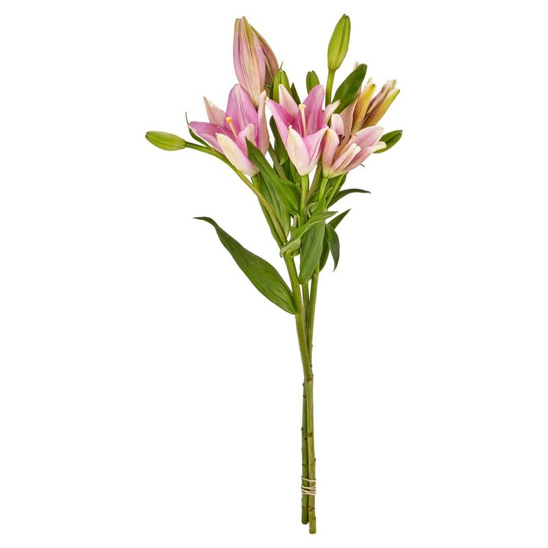 L.A. Lily