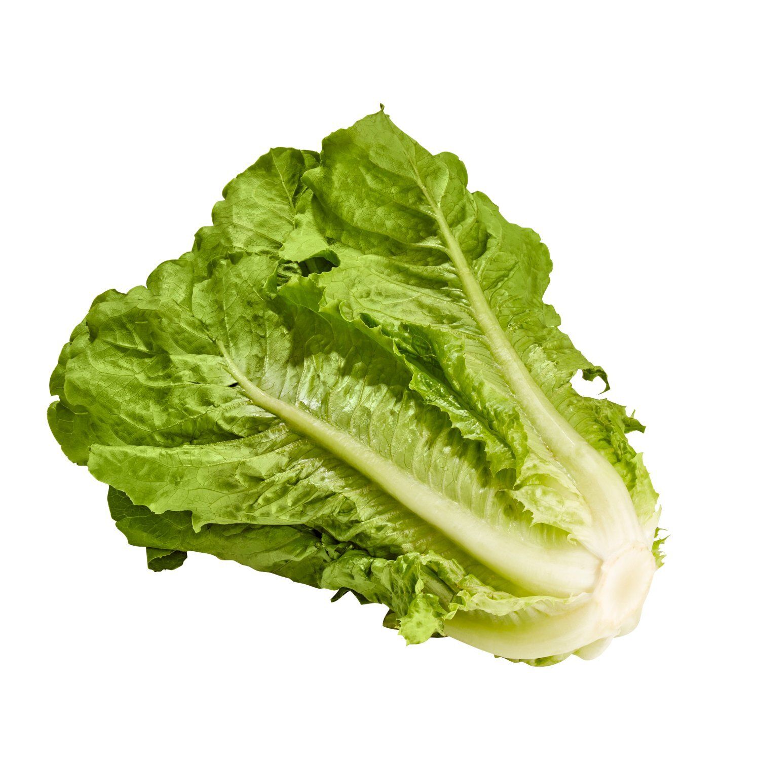 Fresh Romaine Lettuce, bunch