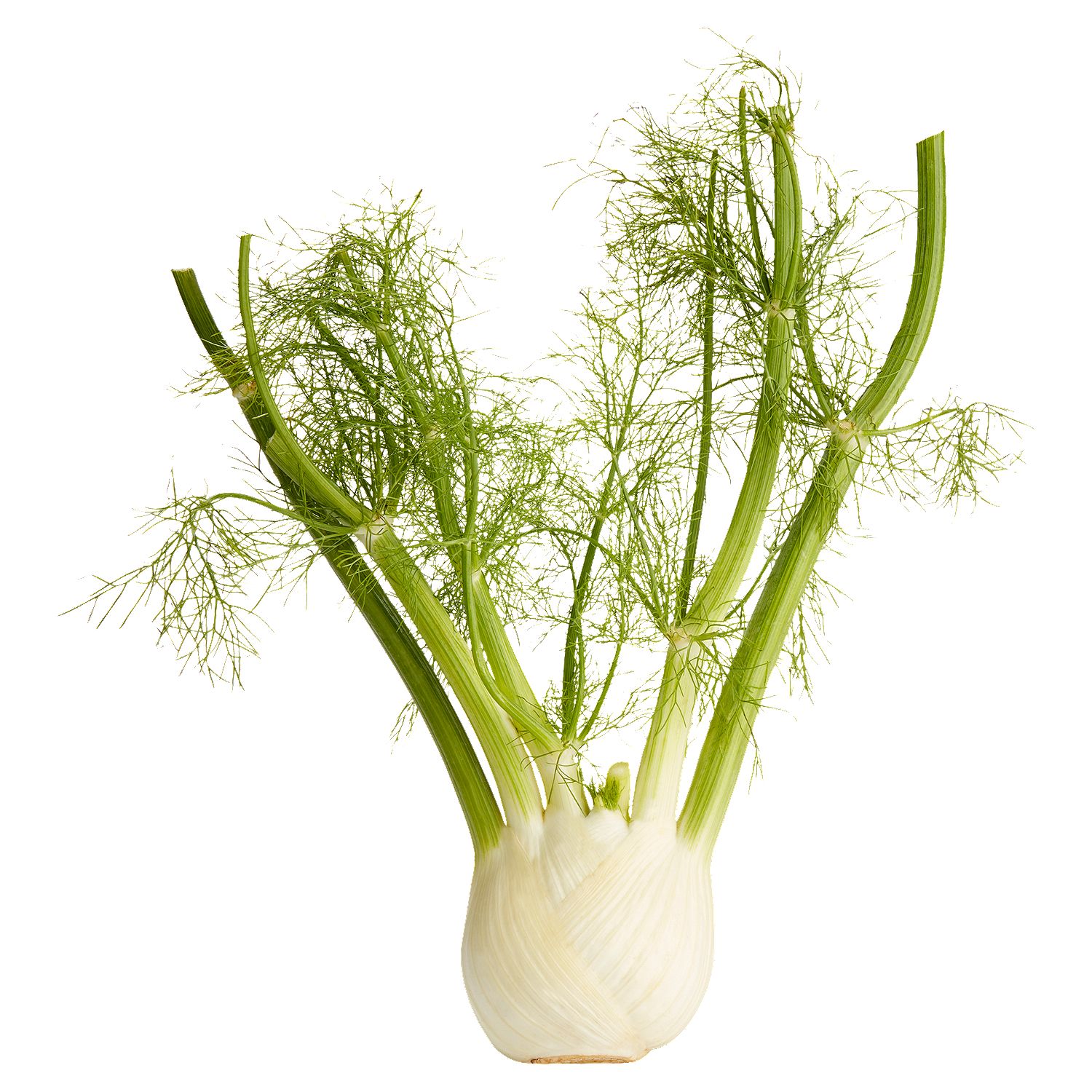Fresh Anise Florence/Sweet Fennel/Fennel, each