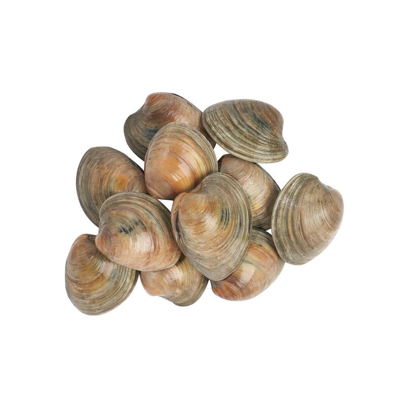Fresh Littleneck Clams, Wild Caught, 12 count
