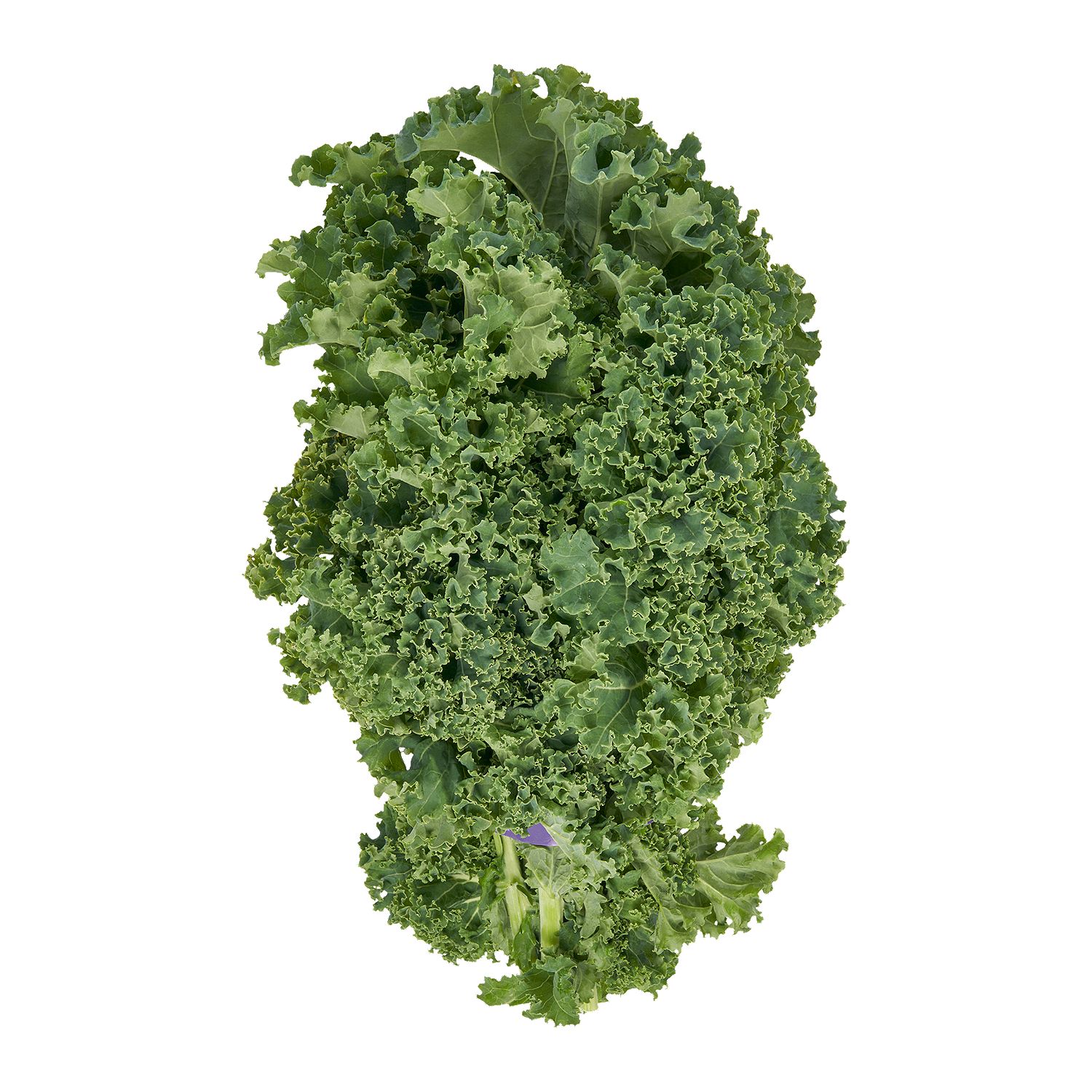Fresh Organic Green Kale, bunch
