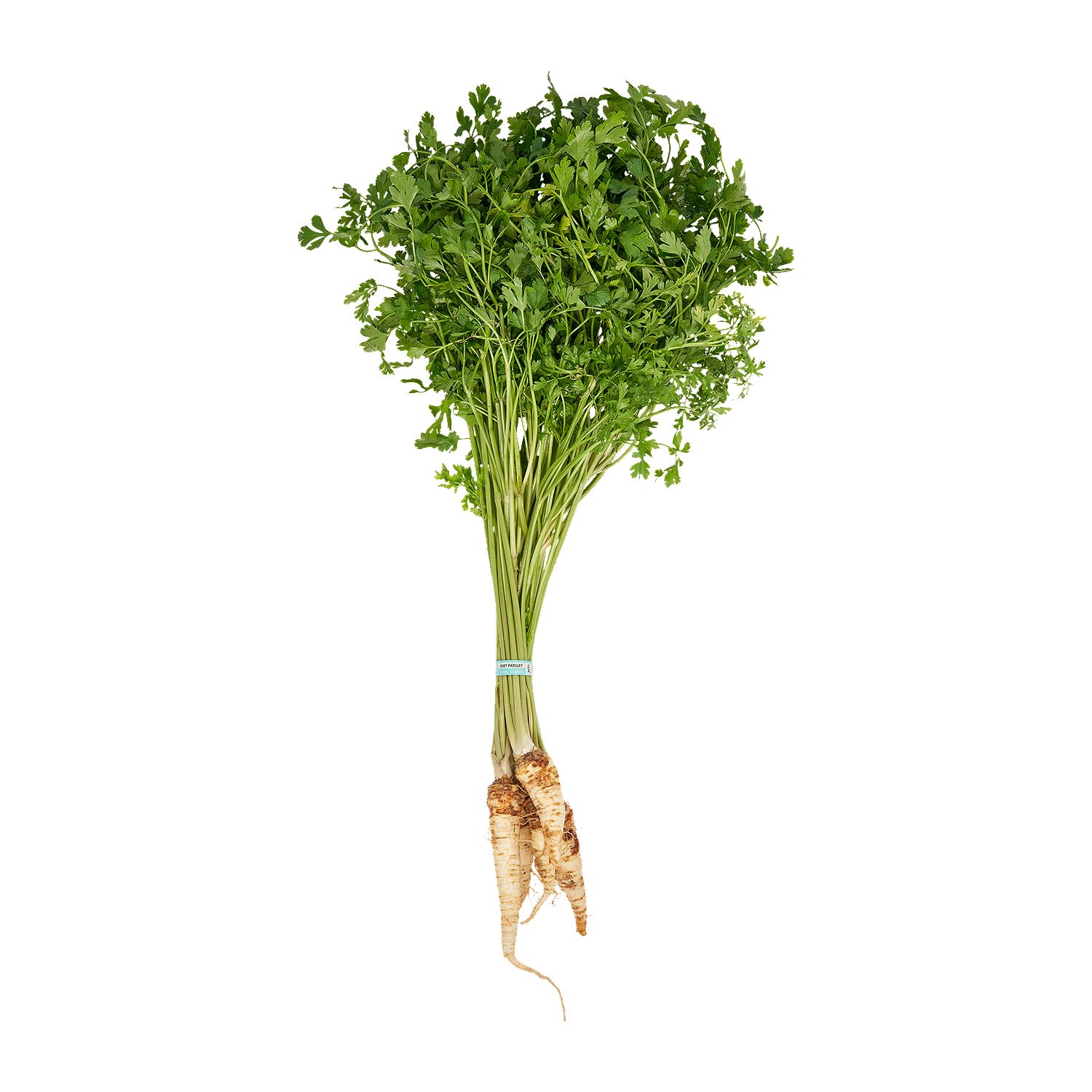 Fresh Parsley Root, bunch