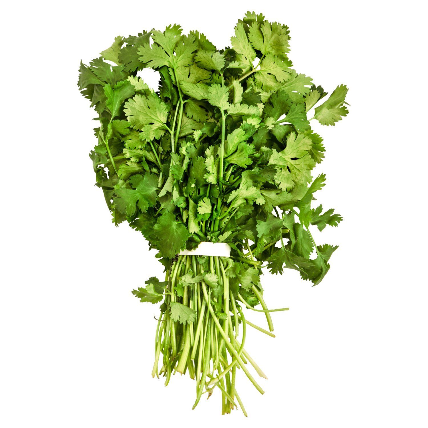 Fresh Cilantro, bunch