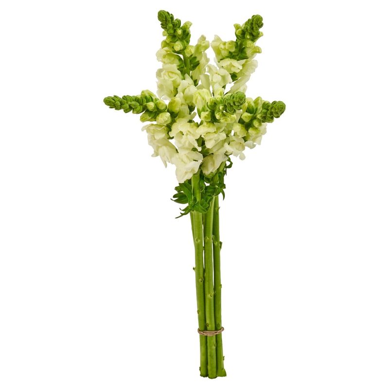 Assorted White Flower Bunches
