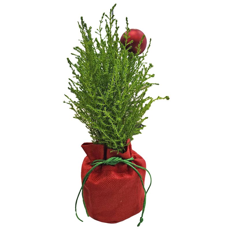 The Floral Shoppe Lemon Cypress Holiday Tree, each