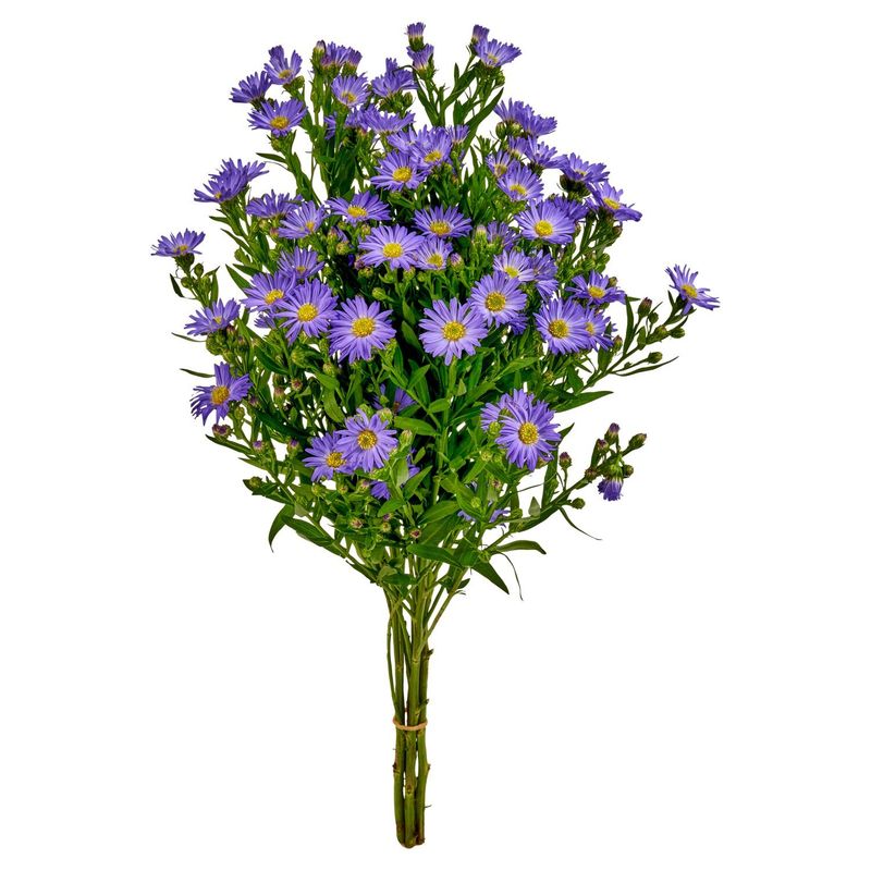 Aster Bunch
