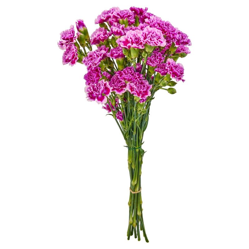 Mini Carnation Bunch