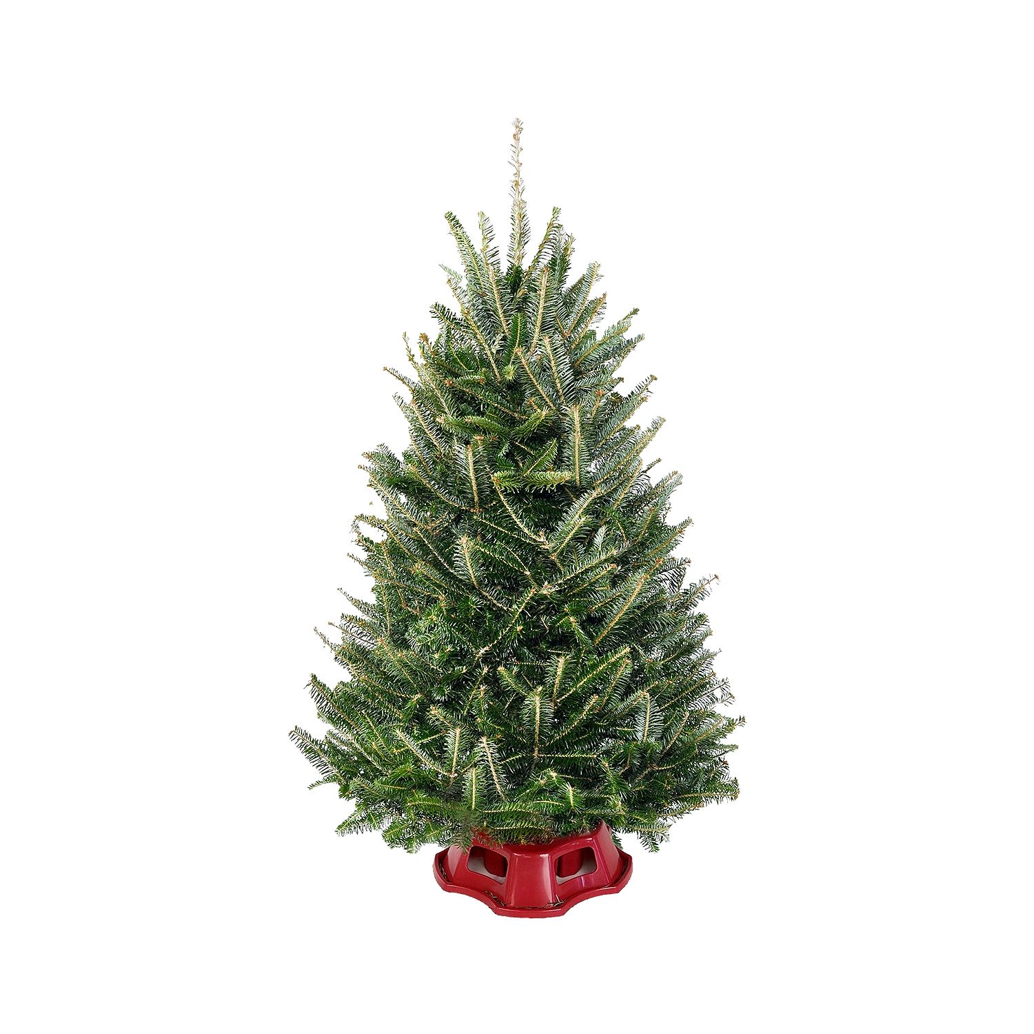 The Floral Shoppe Fraser Fir Tree, each