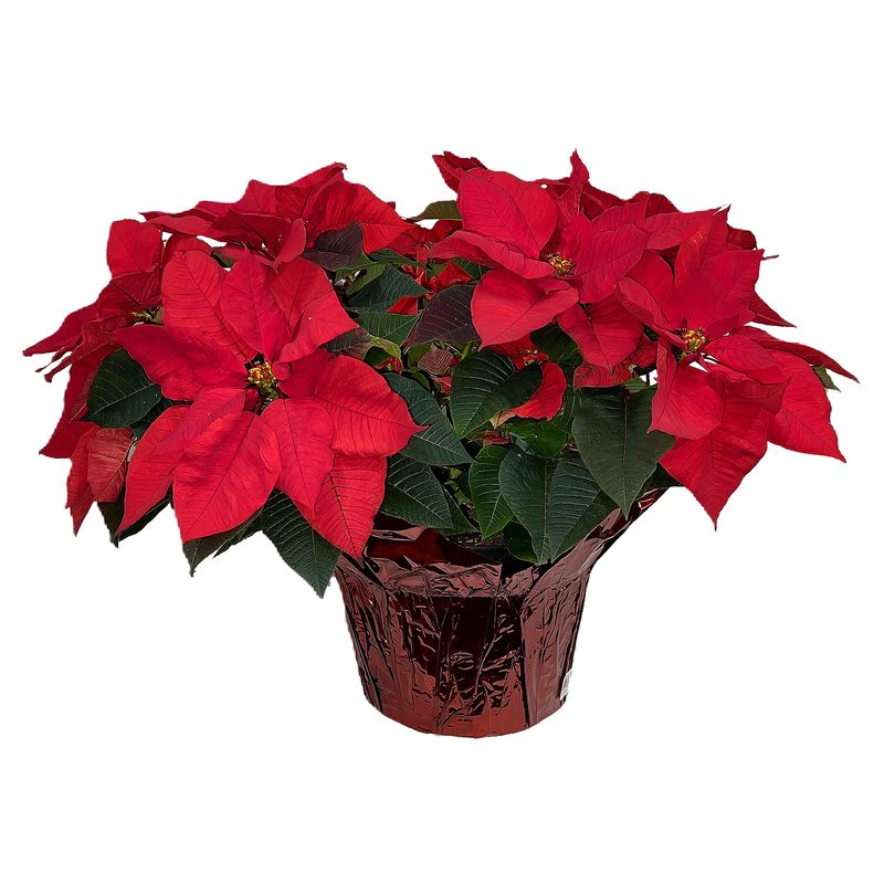 The Floral Shoppe Poinsettia Plant, each