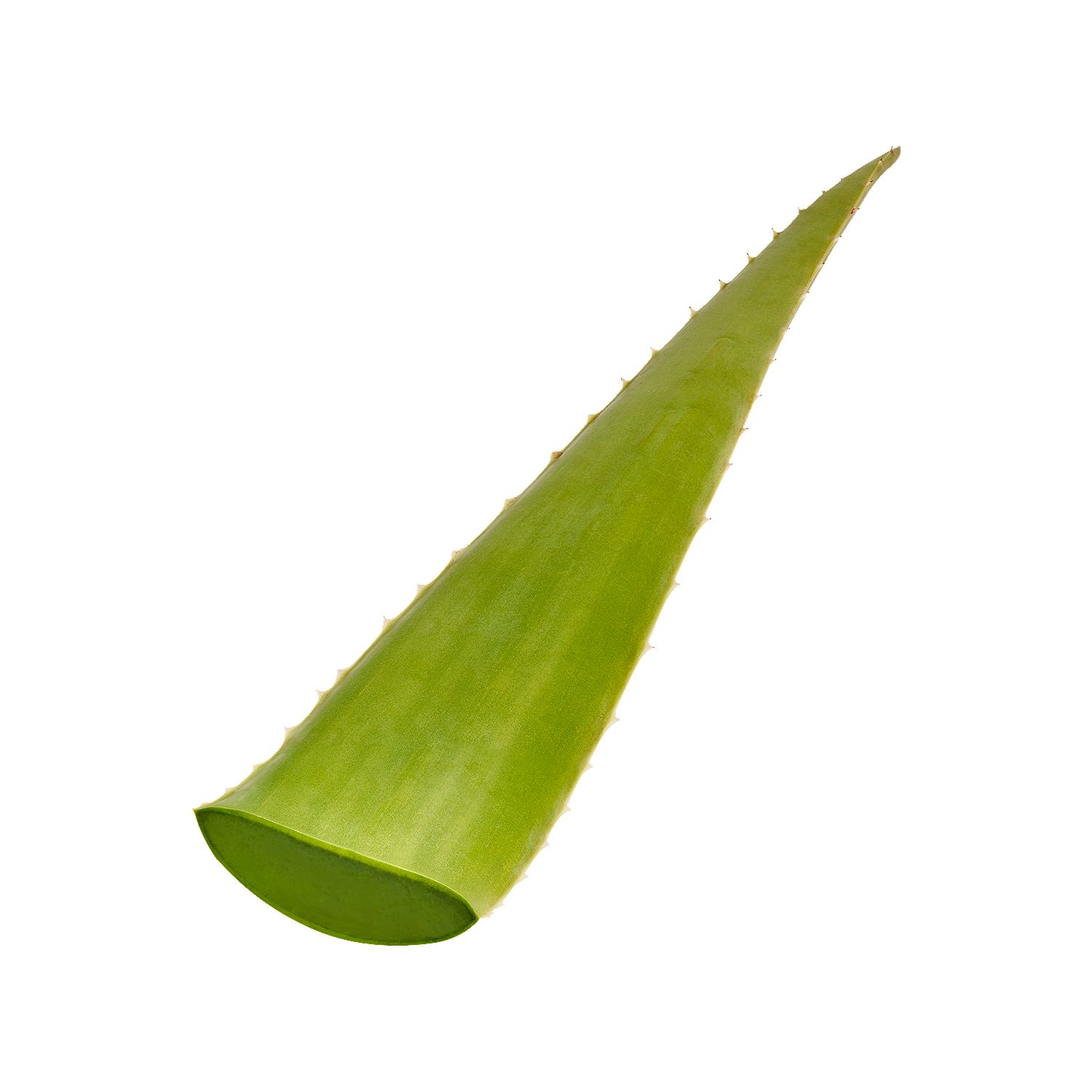 Fresh Aloe Vera Leaf, each