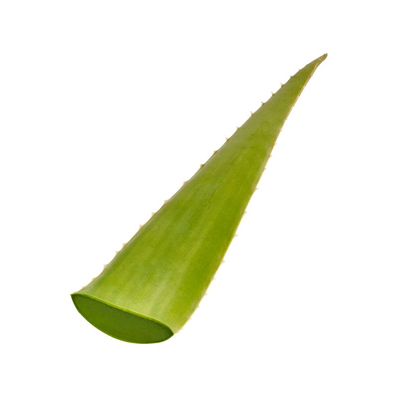 Fresh Aloe Vera Leaf, each