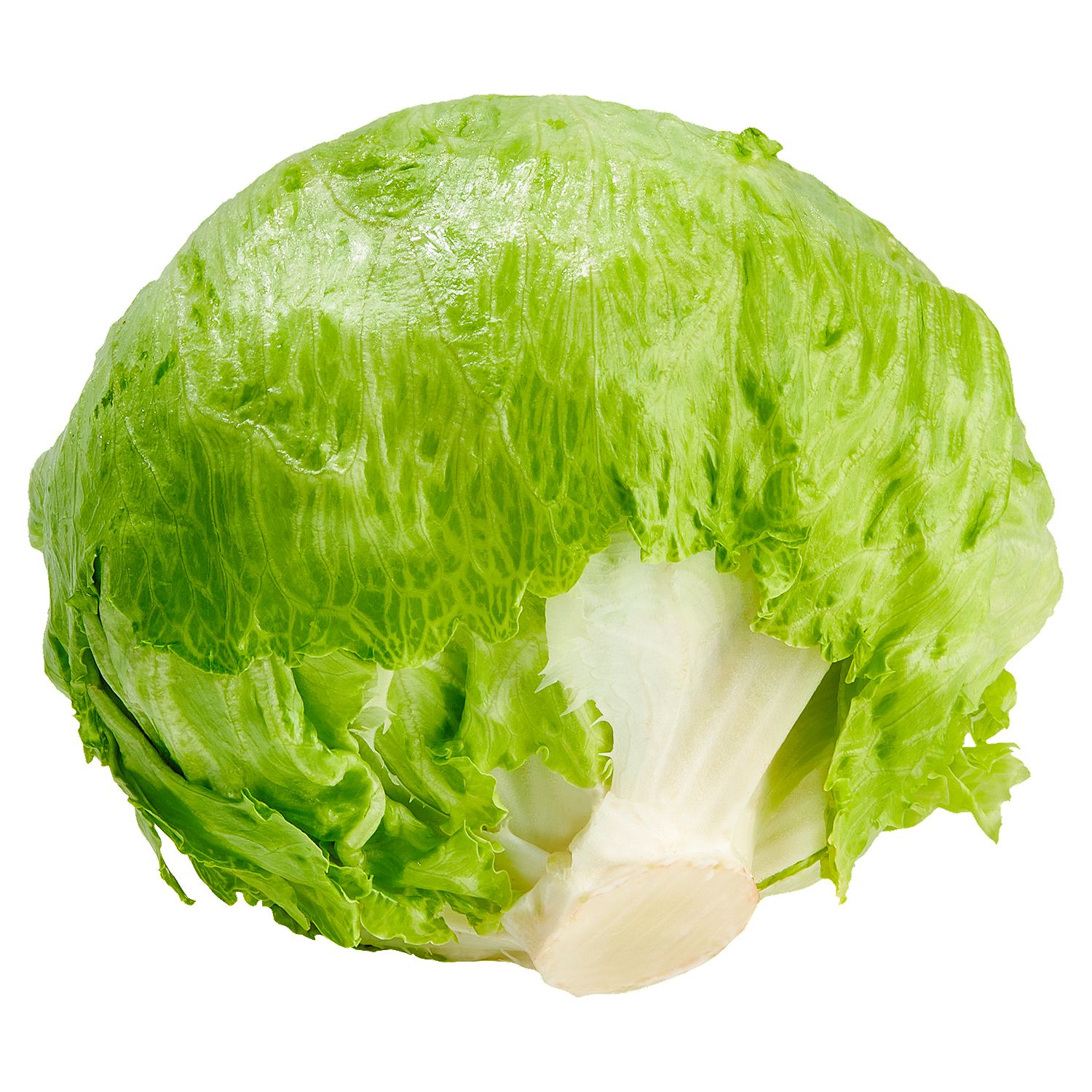 Fresh Iceberg Lettuce, each