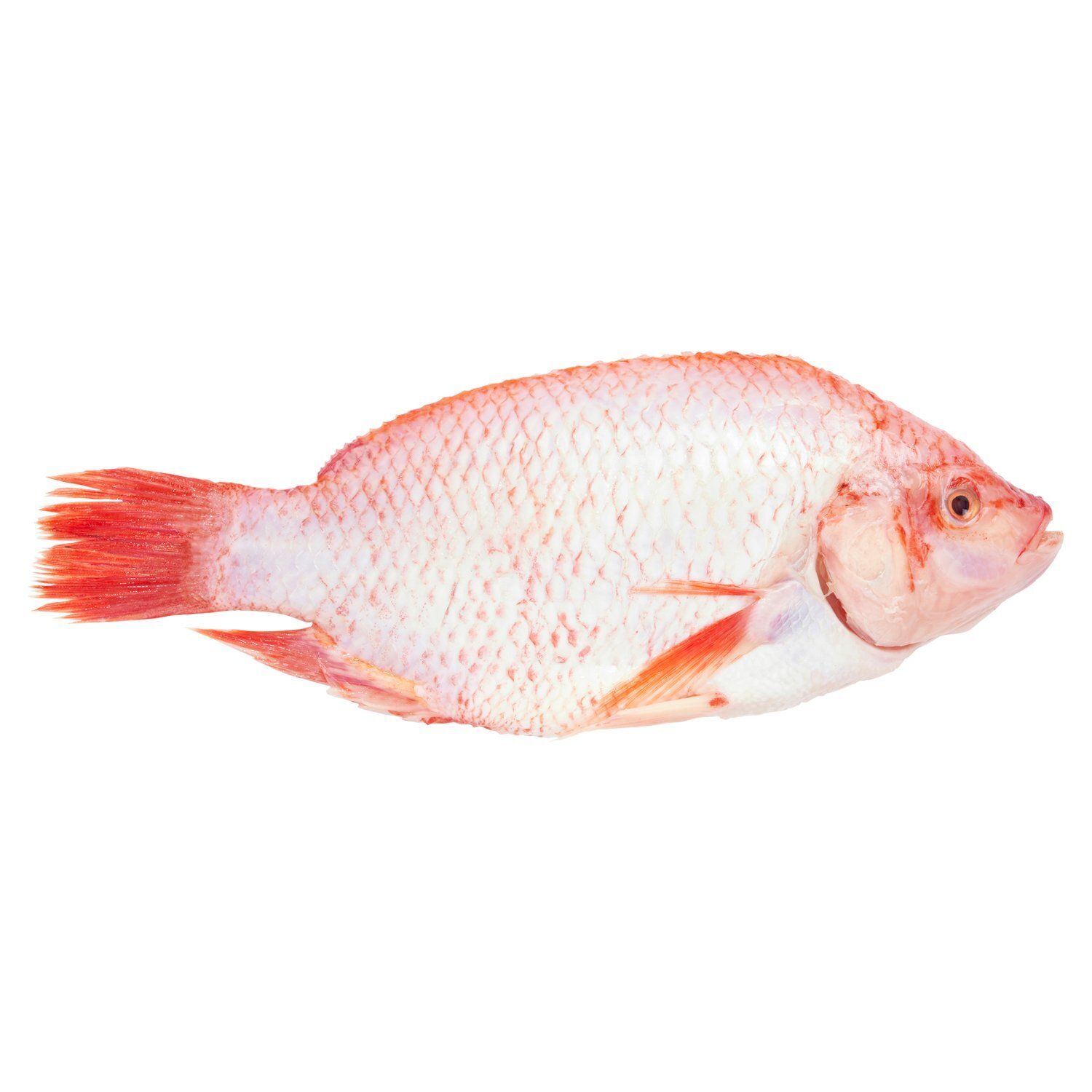 Farm Raised Fresh Whole Fully Cleaned Red Tilapia