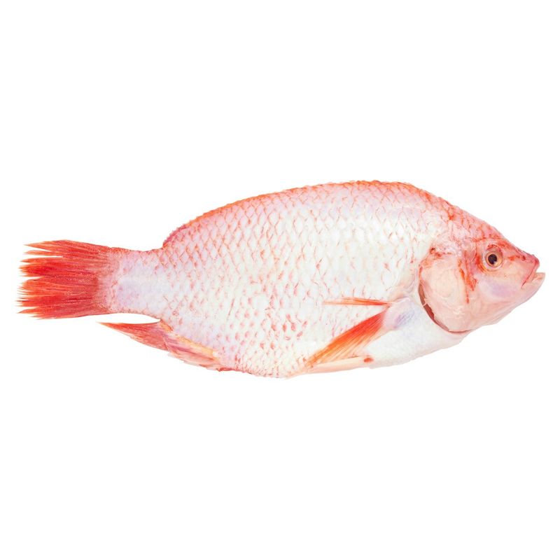 Farm Raised Fresh Whole Fully Cleaned Red Tilapia