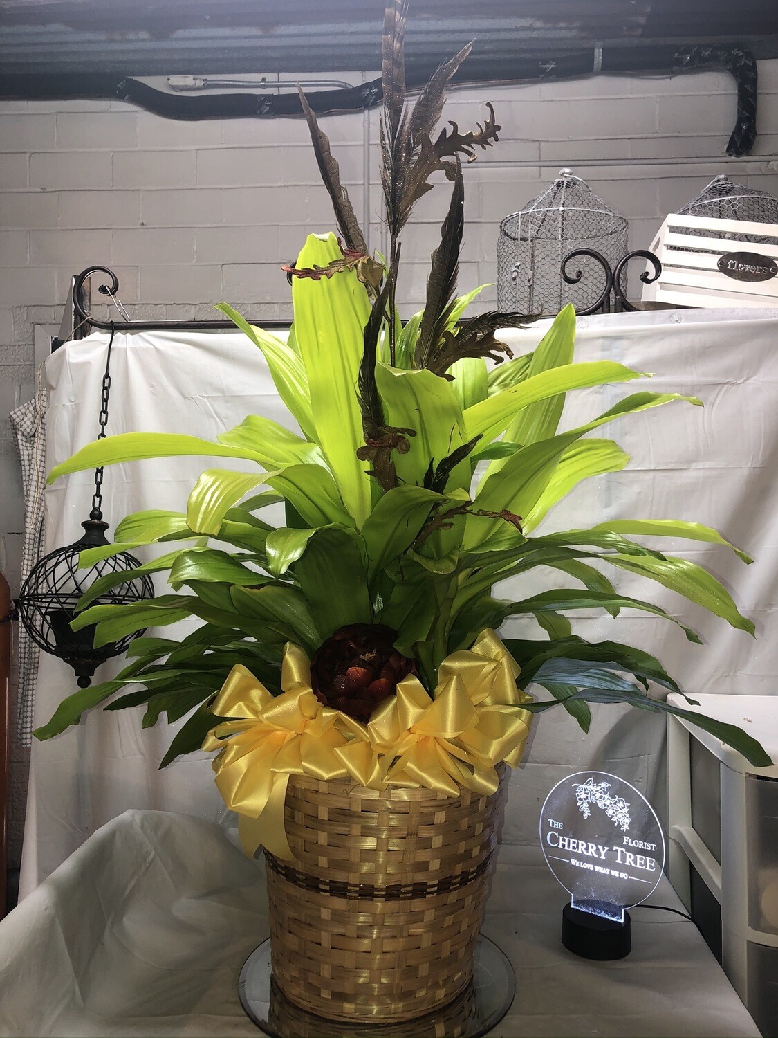 Sympathy Plant #5