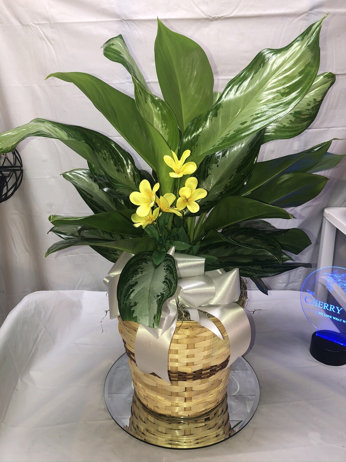 Sympathy Plant #9