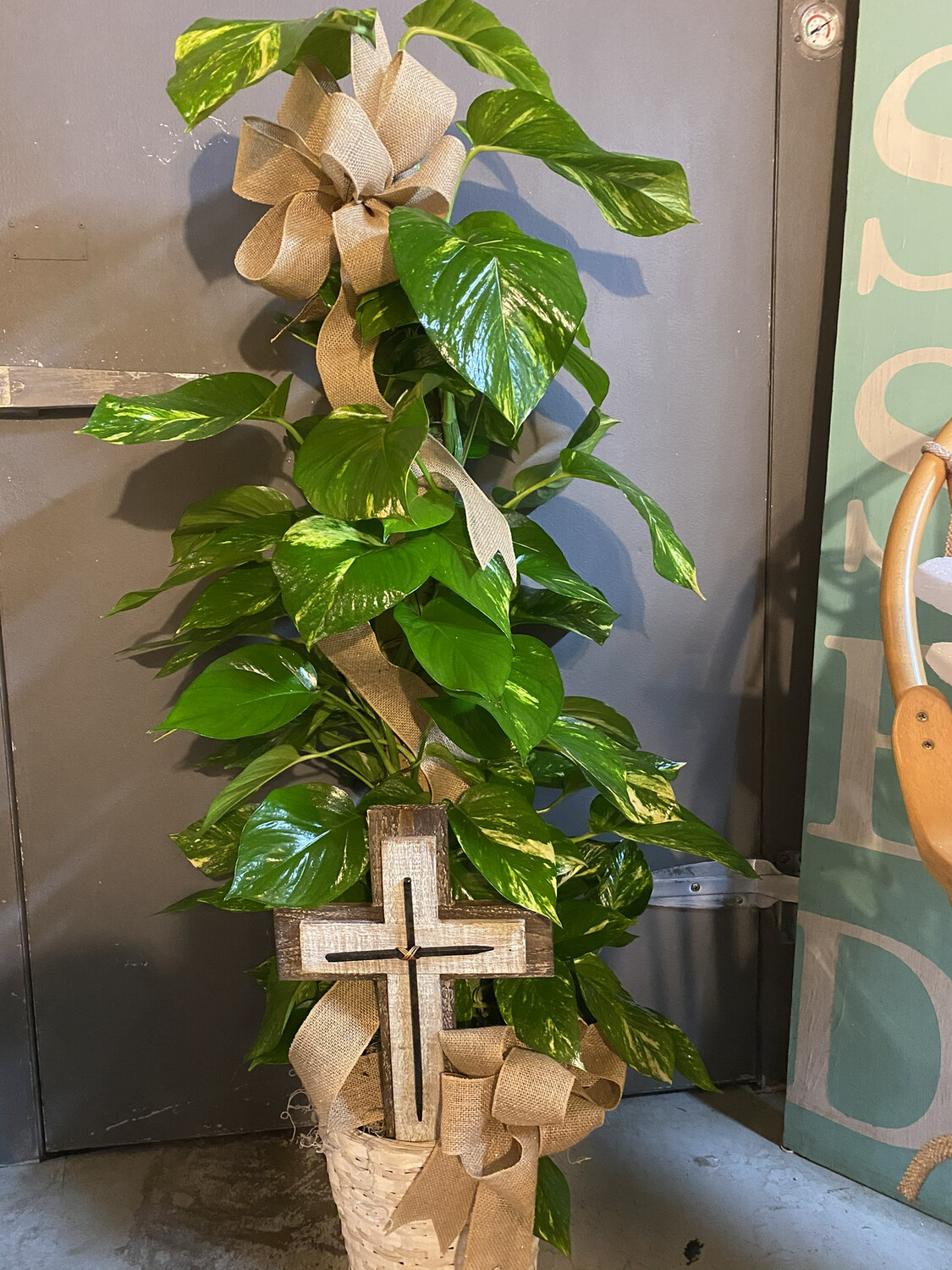 Sympathy Plant #2