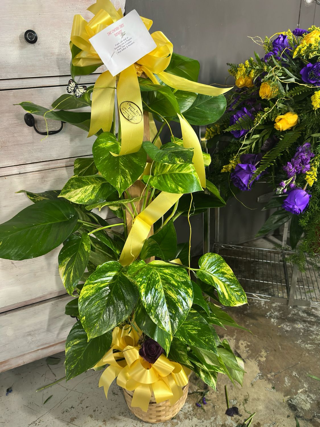 Sympathy Plant #1