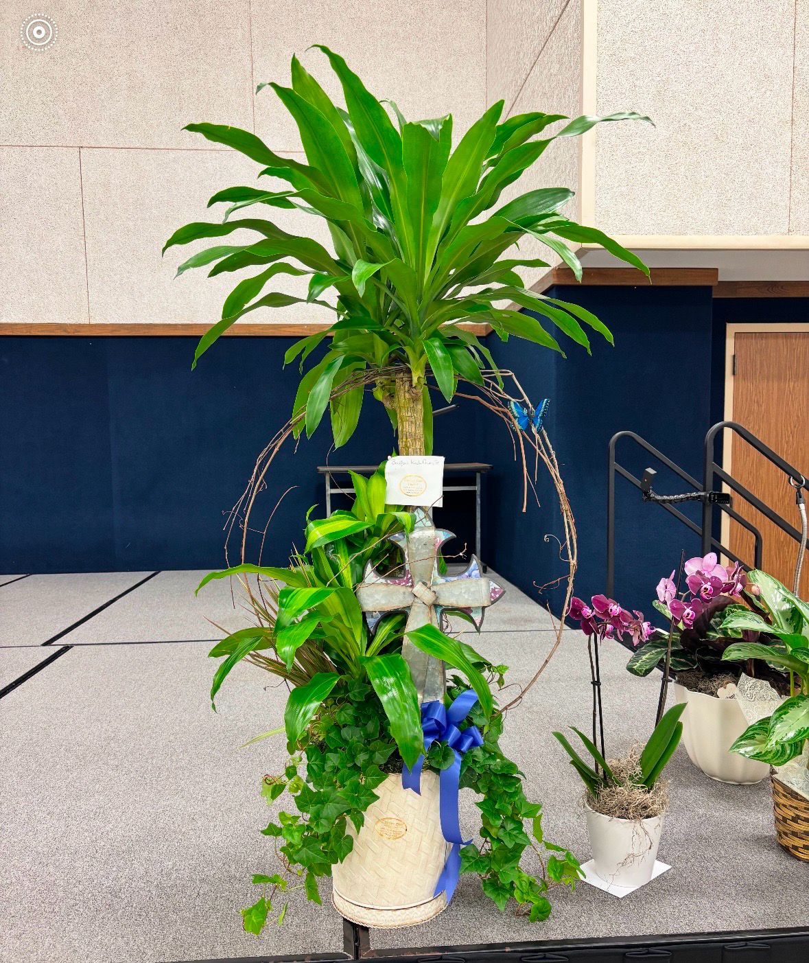 Sympathy Plant #4