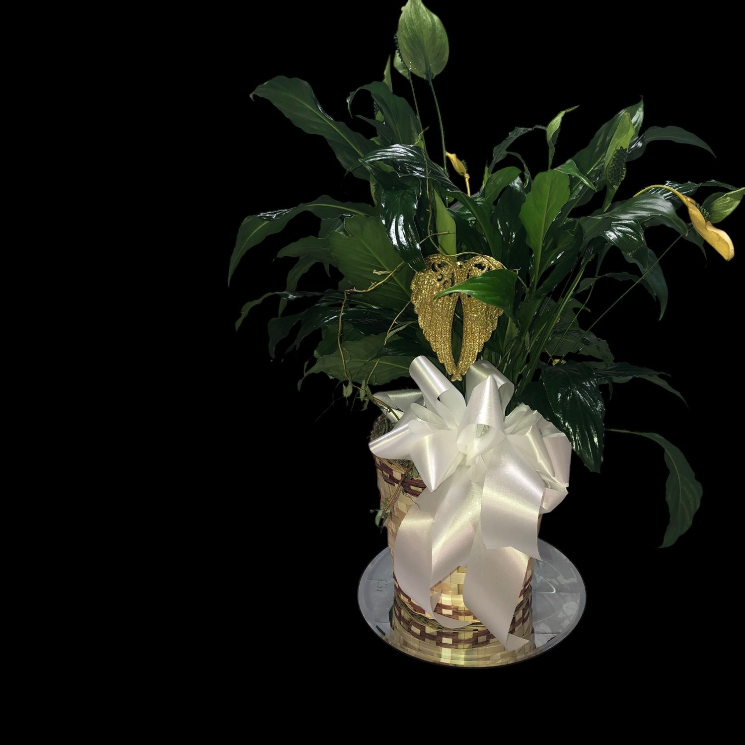 Sympathy Plant #8