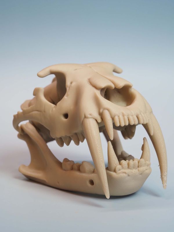 ​Czaszka Tygrysa Szablo zębnego