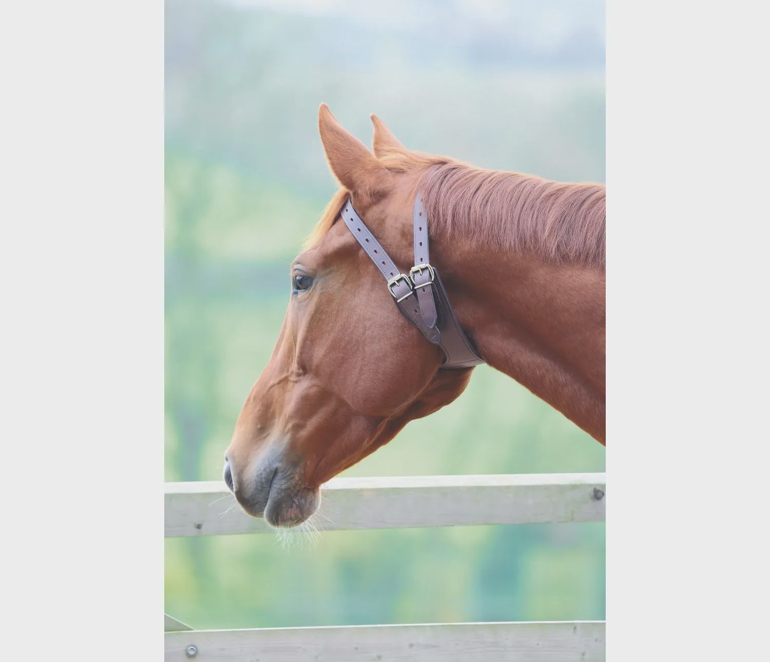 Anti-Crib Collar
