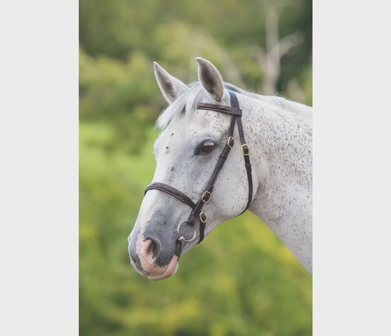 Velociti GARA Fancy Stitched Inhand Bridle