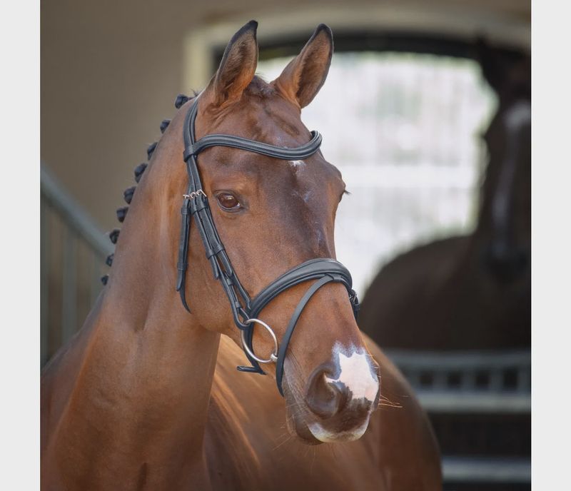 Lusso Padded Raised Flash Bridle - Black