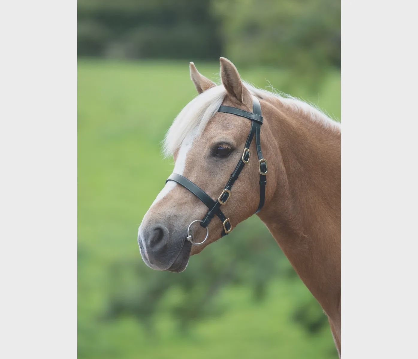 Velociti GARA Plain Inhand Bridle - Havana - Cob