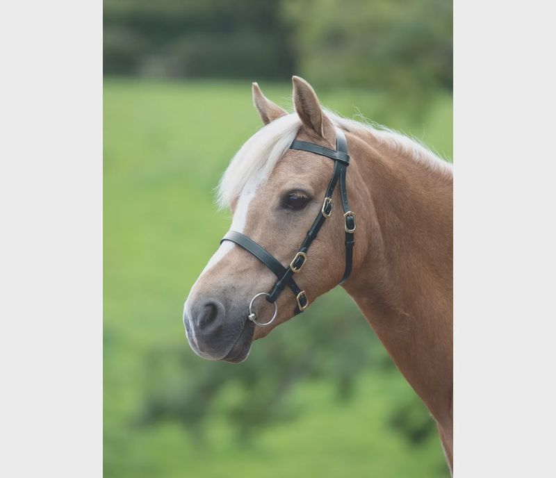 Velociti GARA Plain Inhand Bridle - Havana - Cob