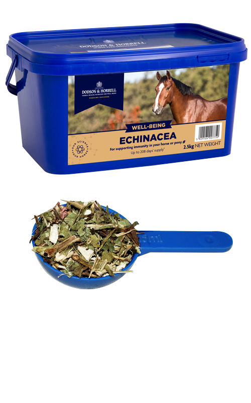 Echinacea - D&amp;H