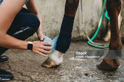 Horsecare