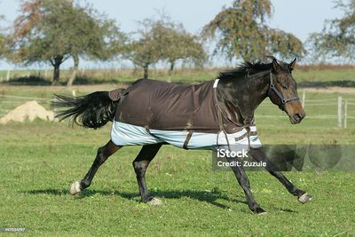 Horsewear