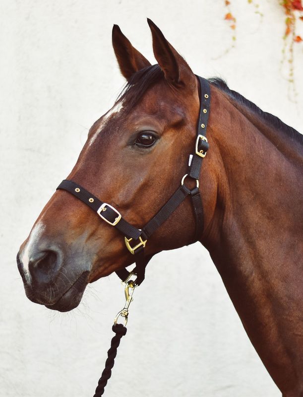 Economy Web Headcollar - Black - Cob