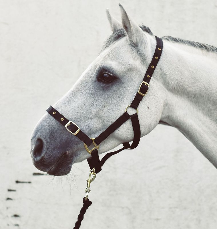 Economy Web Headcollar - Navy - Full