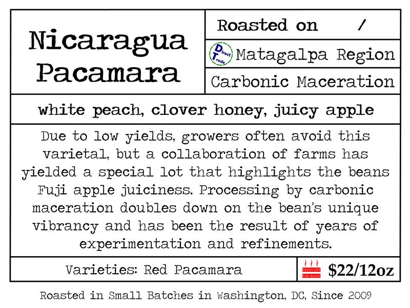 Nicaragua Carbonic Maceration Natural-Pacamara