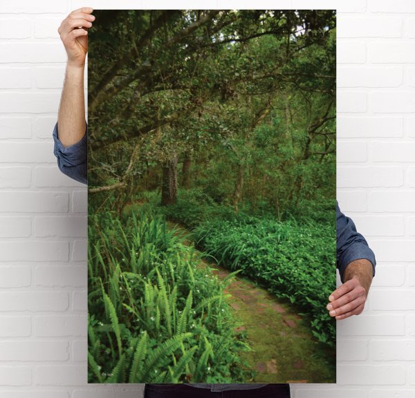 Forest (Multiple Different Choices)