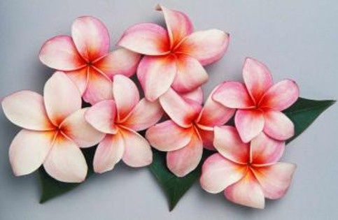 PLUMERIA SUNSPLASH 80 * 120 FRA