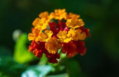 Ixora Rukmini Rangan Flower 40